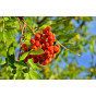 Sorbus aucuparia - Gewone Lijsterbes