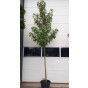 Liquidambar styraciflua - Amberboom