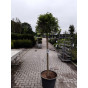 Liquidambar styraciflua 'Gum Ball' · Amberboom bolvorm