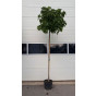 Liquidambar styraciflua 'Gum Ball' · Amberboom bolvorm