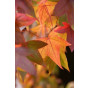 Liquidambar styraciflua - Amberboom Leivorm