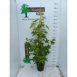Liquidambar styraciflua Worplesdon