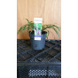 Liriope muscari Big Blue - Leliegras