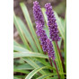 Liriope muscari 'Royal Purple' - Leliegras