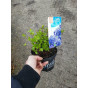 Hydrangea macr. Little XS | Laagblijvende Hortensia 