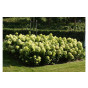 Hydrangea pan. Little Lime - Pluimhortensia