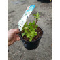 Hydrangea macr. Little XS | Laagblijvende Hortensia 