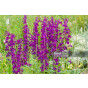 Lobelia Hadspen Purple - Prachtlobelia