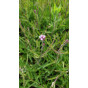 Verbena bonariensis Lollipop - Ijzerhard