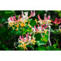 Lonicera heckr. American Beauty | Kamperfoelie