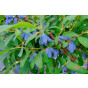 Lonicera c. Blue Velvet - Honingbes
