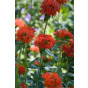 Lychnis chalcedonica - Brandende liefde