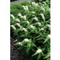 Lysimachia clethroidus - Wederik -