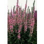 Lythrum salicaria “Blush” - Kattenstaart