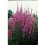 Lythrum virg. Dropmore Purple - Kattestaart - 