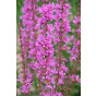 Lythrum salicaria Robert - Grote kattenstaart