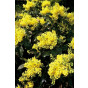 Mahonia aquifolium | Mahoniestruik
