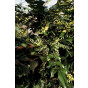 Mahonia japonica Hivernant | Mahoniestruik