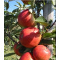 Malus Braeburn - Appelboom