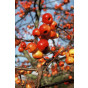 Malus 'Evereste' - Sierappel - boom