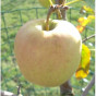 Malus Golden Delicious - Appelboom