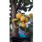 Sierappel - Malus Golden Hornet - boom