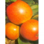 Malus Golden Pearmain - Appelboom