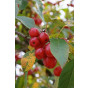 Malus 'Red Sentinel' - Rode sierappel