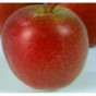 Malus Summerred - Appelboom