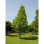 Moerascipres - Metasequoia glyptostroboidus - boom