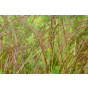 Miscanthus sinensis Ferner Osten | Prachtriet