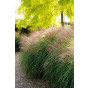 Prachtriet - Miscanthus sin. 'Grosse fontäne'