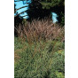 Miscanthus sinensis “Kleine Silberspinne”  - Prachtriet