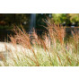 Miscanthus Red Chief - Prachriet