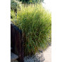 Prachtriet - Miscanthus sinensis Sioux