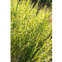 Prachtriet - Miscanthus sinensis 'Little Zebra'