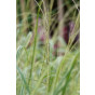Pijpestrootje - Molinia caerulea 'Variegata'