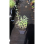 Nepeta racemosa 'Little Titch' - Kattenkruid - 