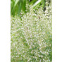 Nepeta racemosa “Snowflake” - Kattenkruid - 