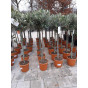 Olea europea - Olijfboom