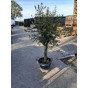 Olea europea - Olijfboom