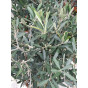 Olea europea - Olijfboom