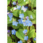Omphalodes verna - Vroeg vergeet mij nietje