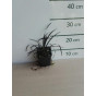 Ophiopogon Planiscapus Niger - Slangebaard