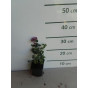 Origanum pulchellum Rosenkuppel - Marjolein