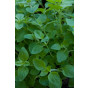 Origanum vulgare Compactum - Wilde marjolein - 