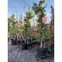 Oude fruitboom - Malus Elstar - Appelboom