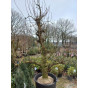 Oude fruitboom : Handpeer - Pyrus c Conference 30 jaar oud