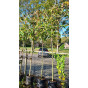 Parrotia persica - Leiboom