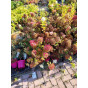 Hydrangea paniculata - Partij pluimhortensia